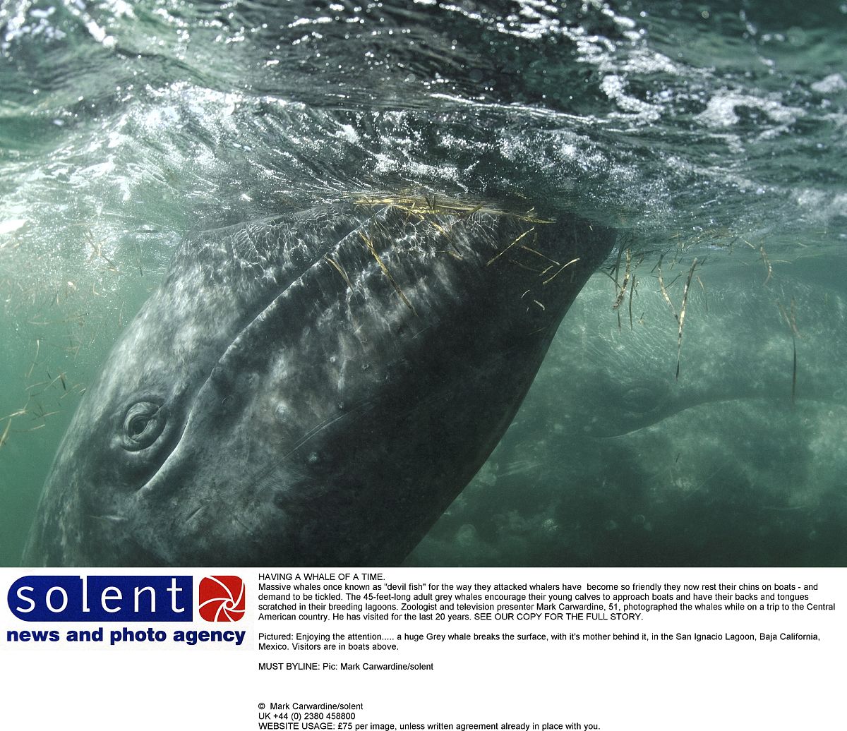 最重的生物能有多少吨？