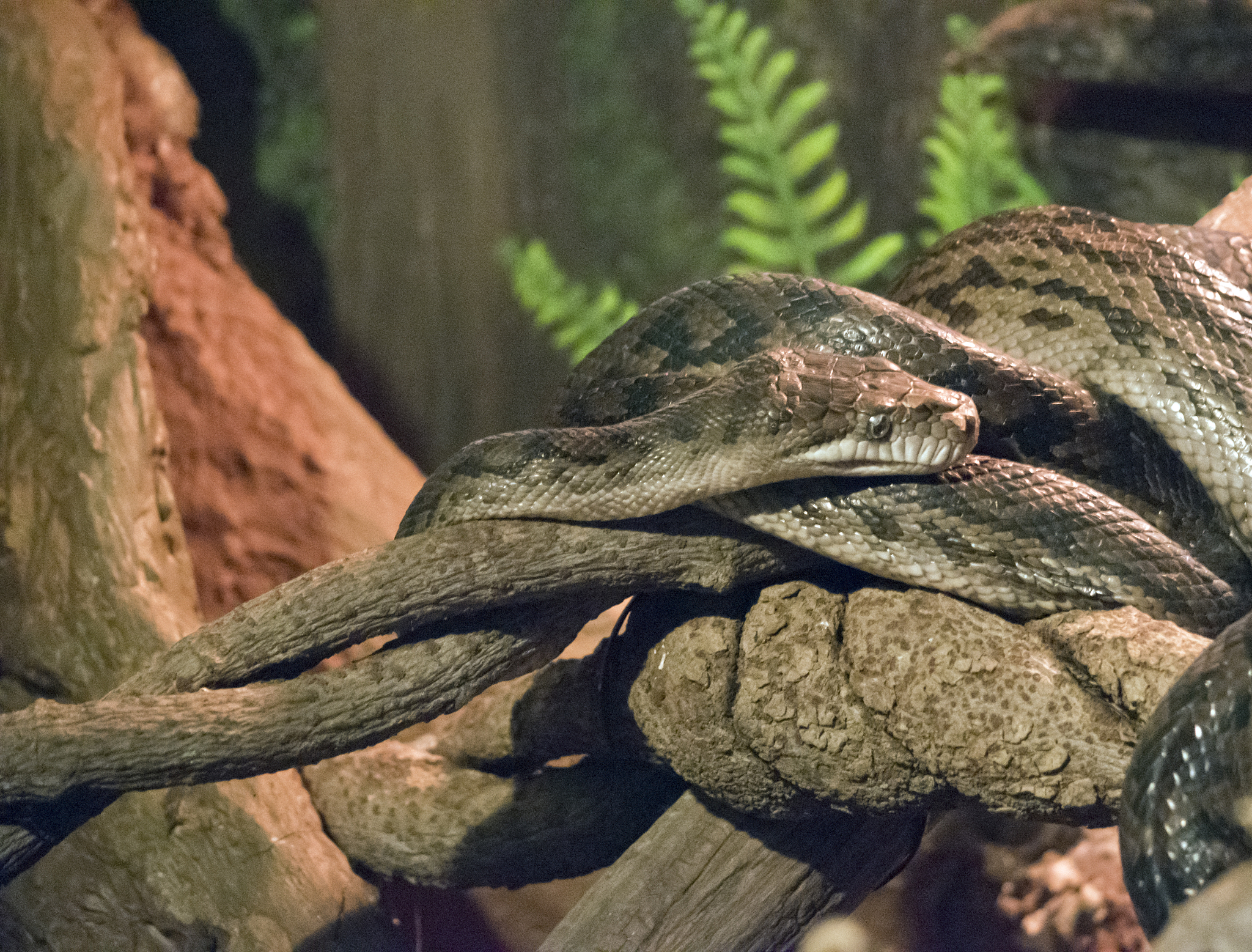 万蛇之王VS史前巨兽：地球上最大的蛇究竟有多长