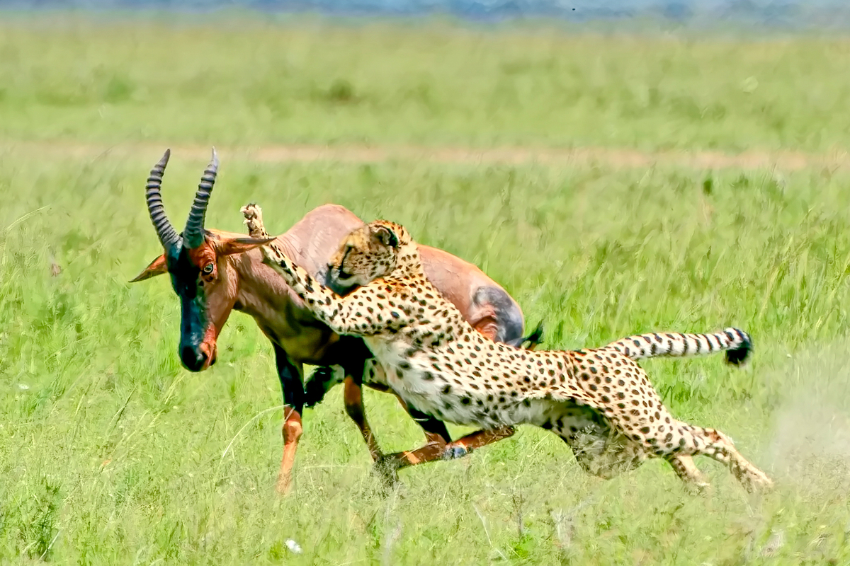 猎豹都追不上！地球上速度最快的动物
