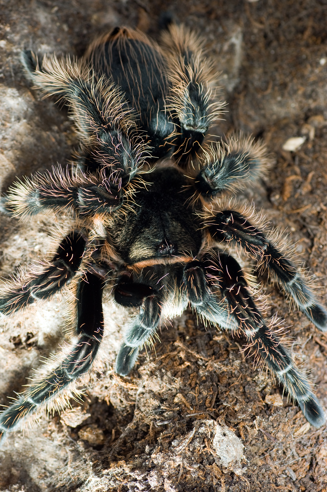 巨蛛惊现！世界上最大的蜘蛛竟能长到30厘米？