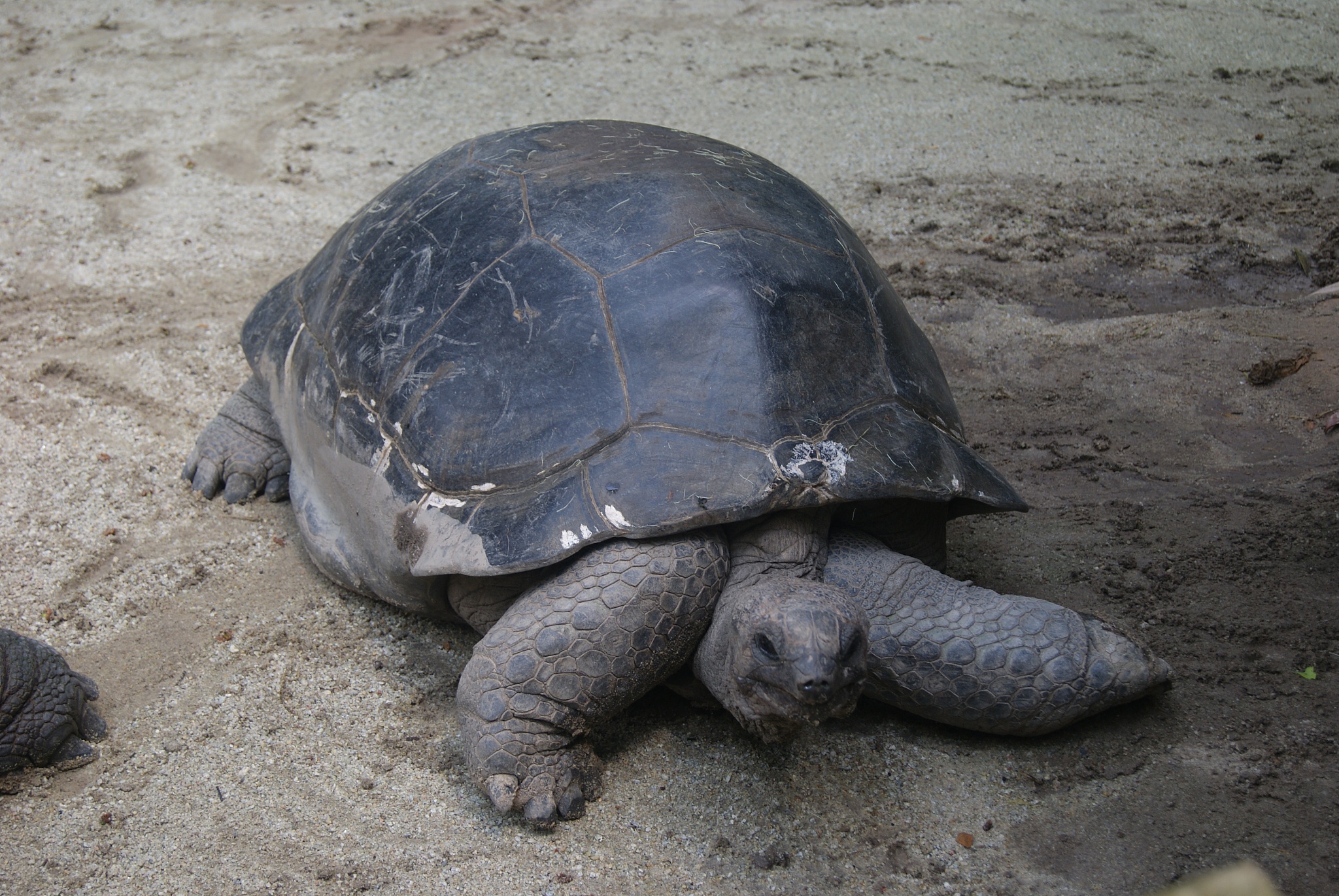 动物界的寿命排行榜：活得最久的动物