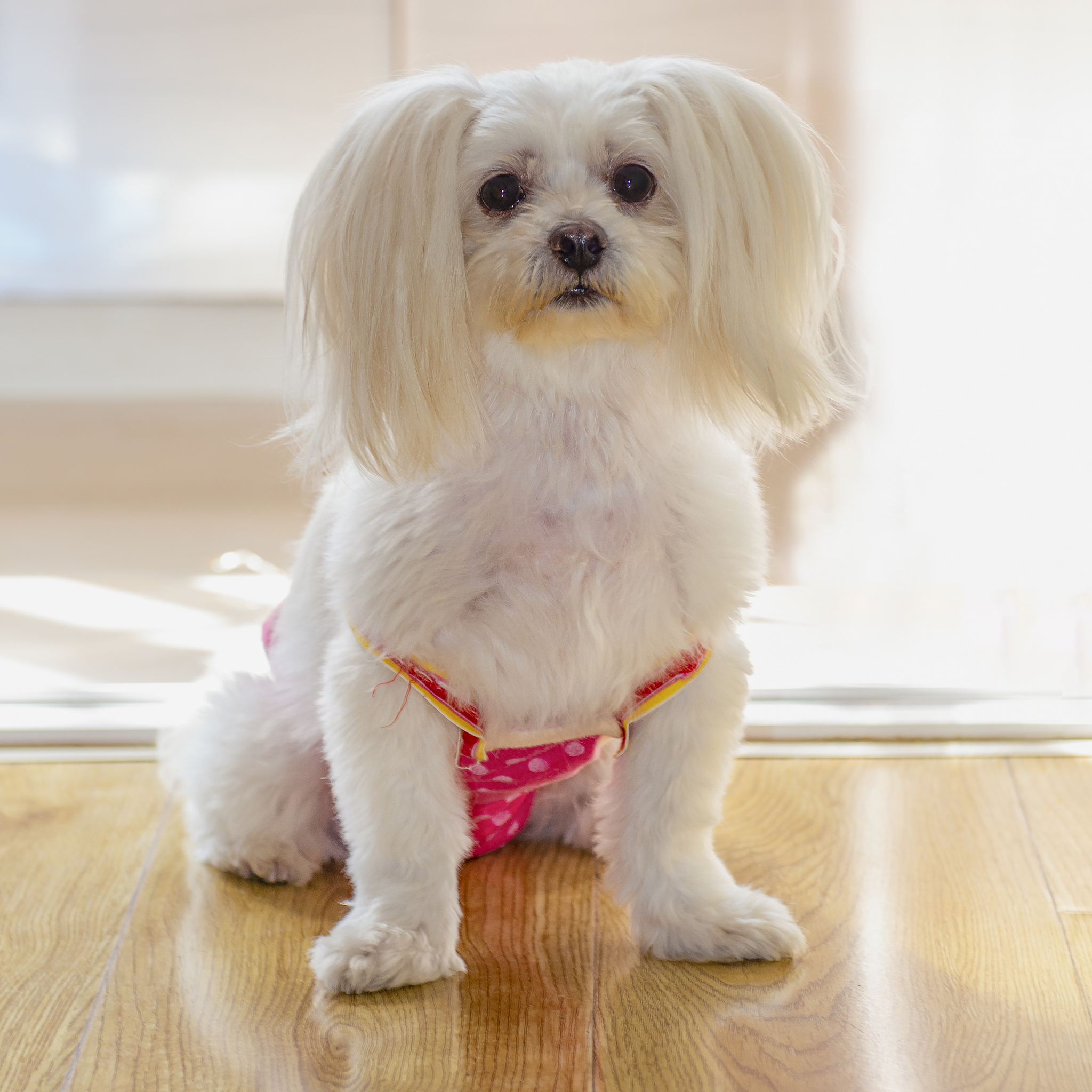 最温顺狗狗，你家萌宠上榜了吗？