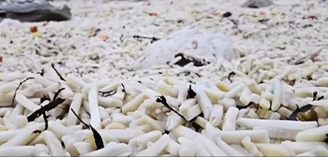 英国海滩惊现"薯条地毯"：风暴过后数千袋薯条堆积半米高