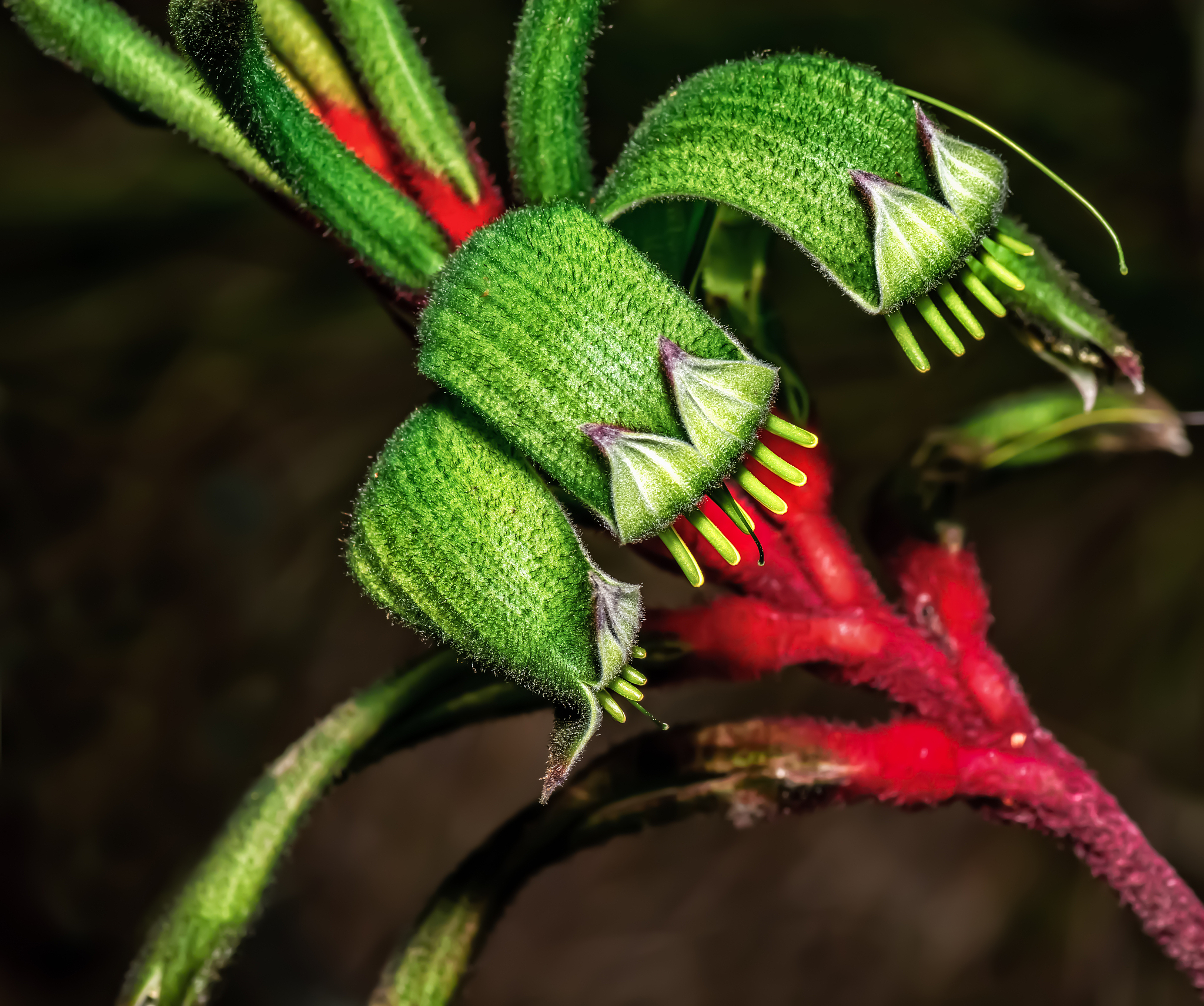 全球最致命植物盘点：这些"美丽杀手"你可能从未听说过