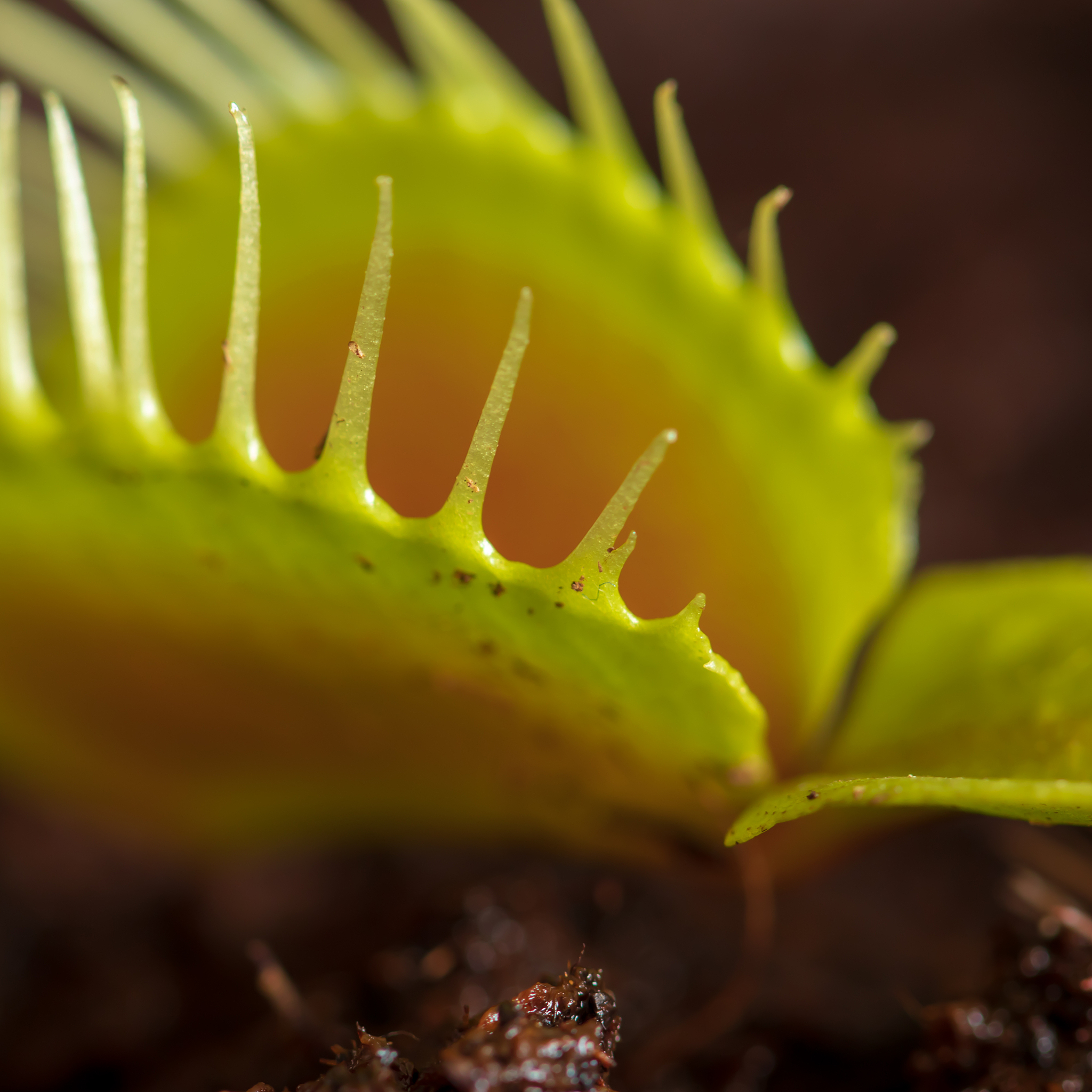 探索植物界的"臭味天团"：为何这些奇葩花朵专攻"生化武器"？