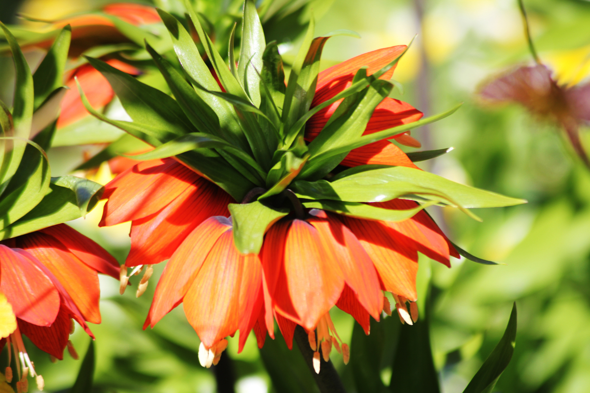 帝王花品种有哪些？