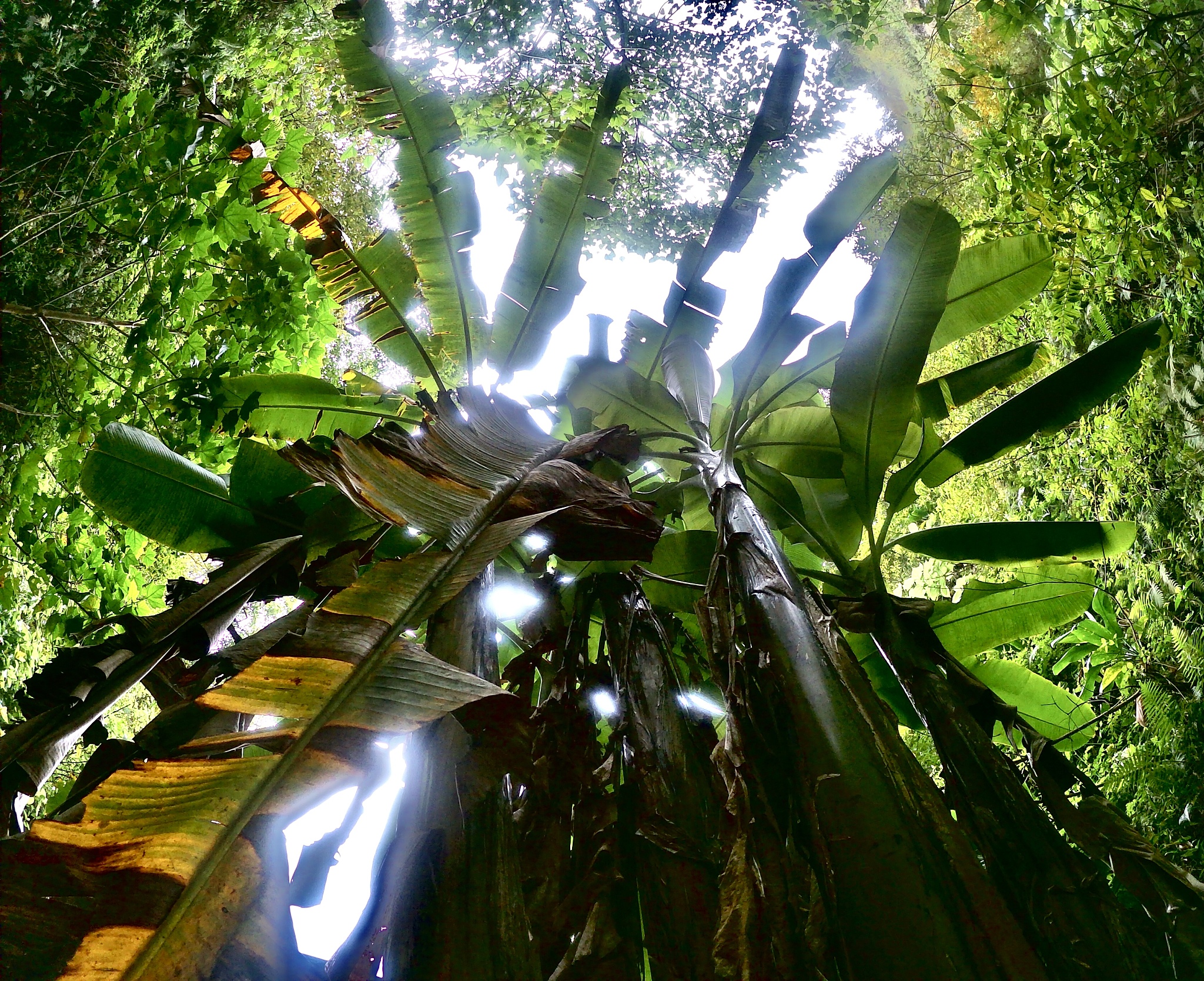 多米尼加的雨蕉树：用泪水预报天气的自然奇迹