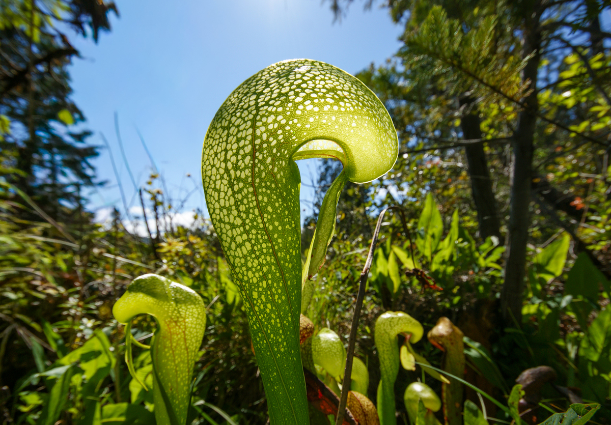 自然界神奇的动植物奇观