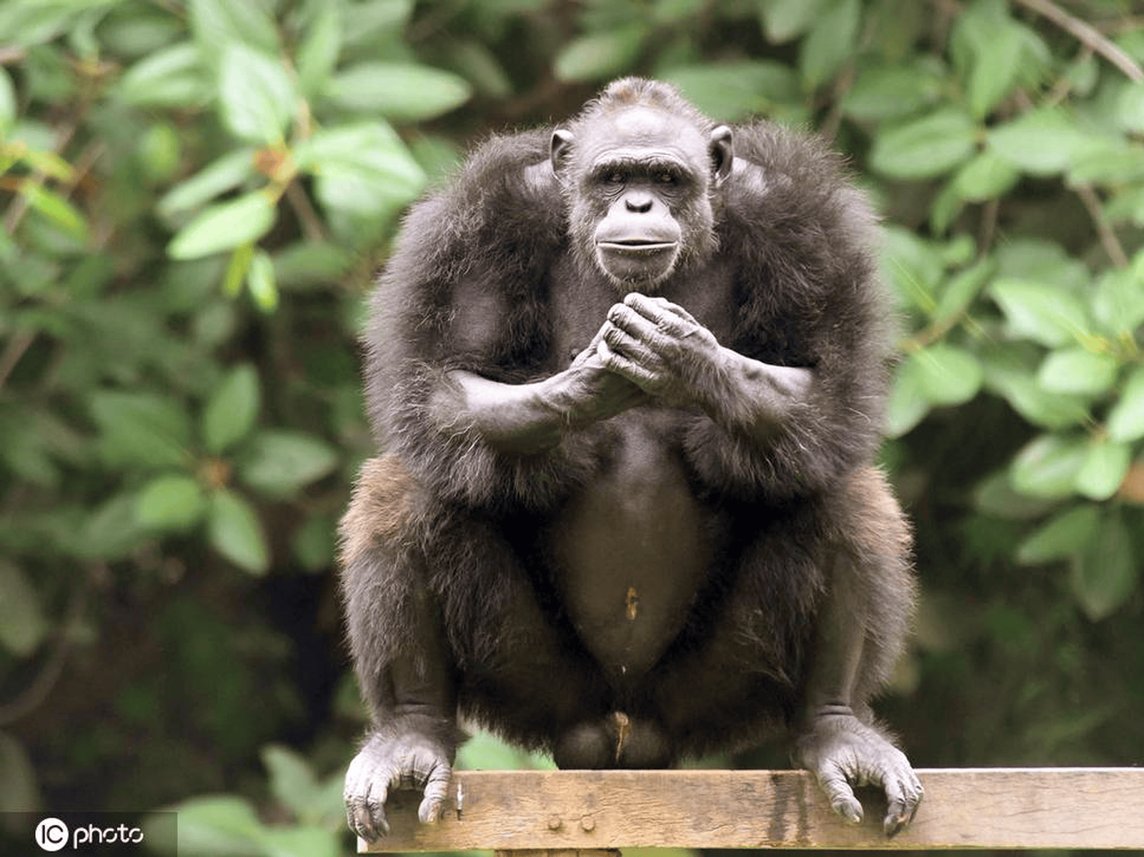 动物界记忆大师：从黑猩猩到克拉克星鸦的惊人天赋