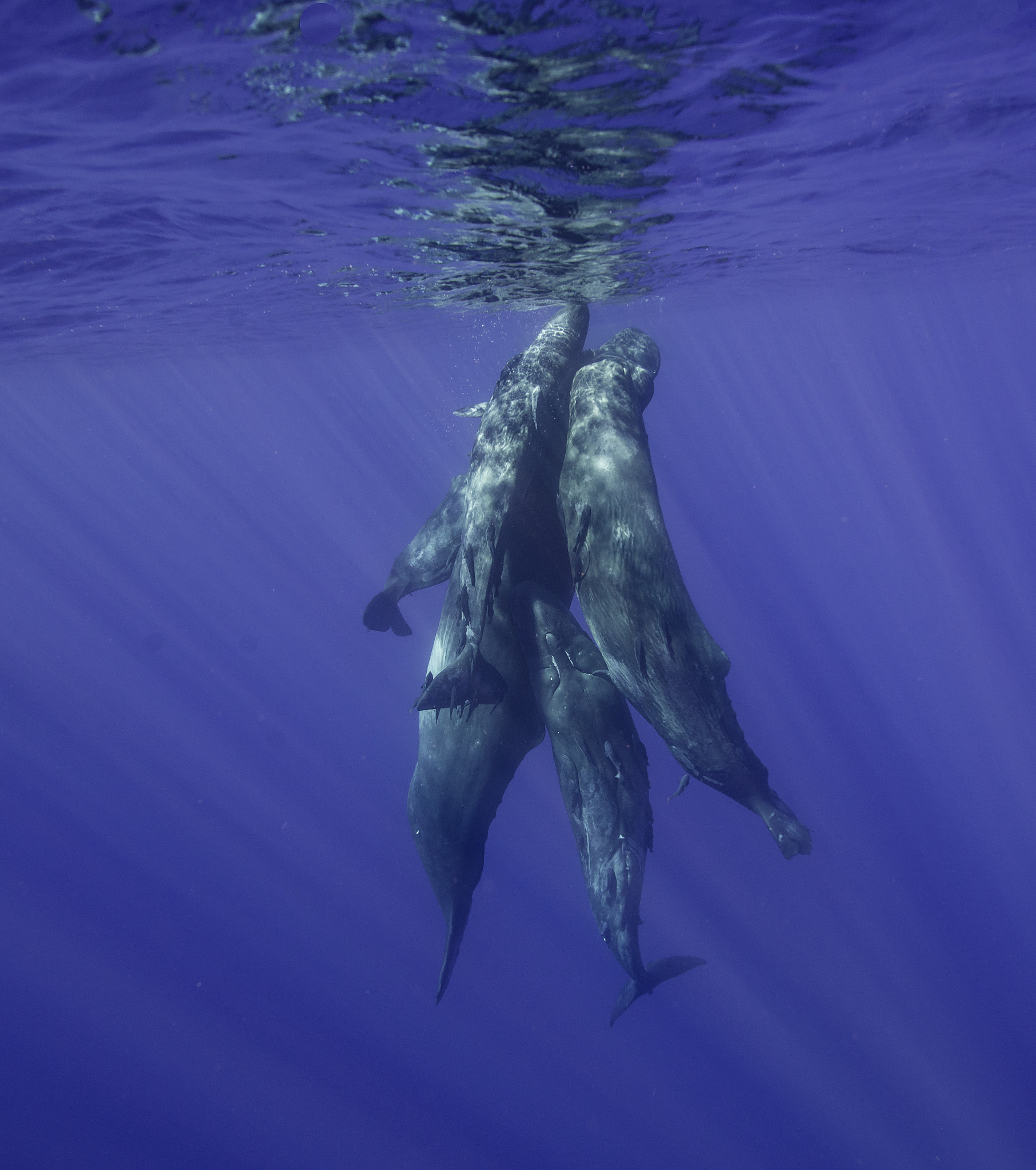 深海潜水之王：抹香鲸如何突破2200米生命极限