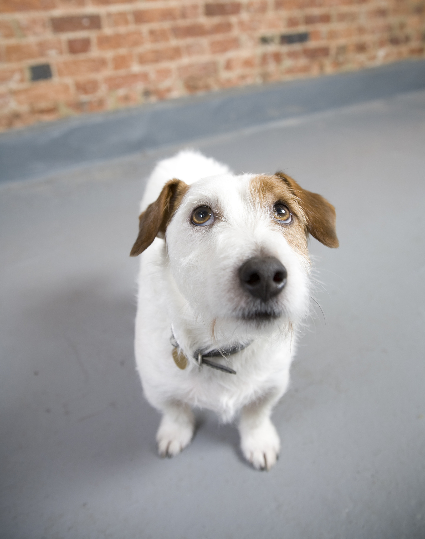 十大容易饲养的狗狗排名